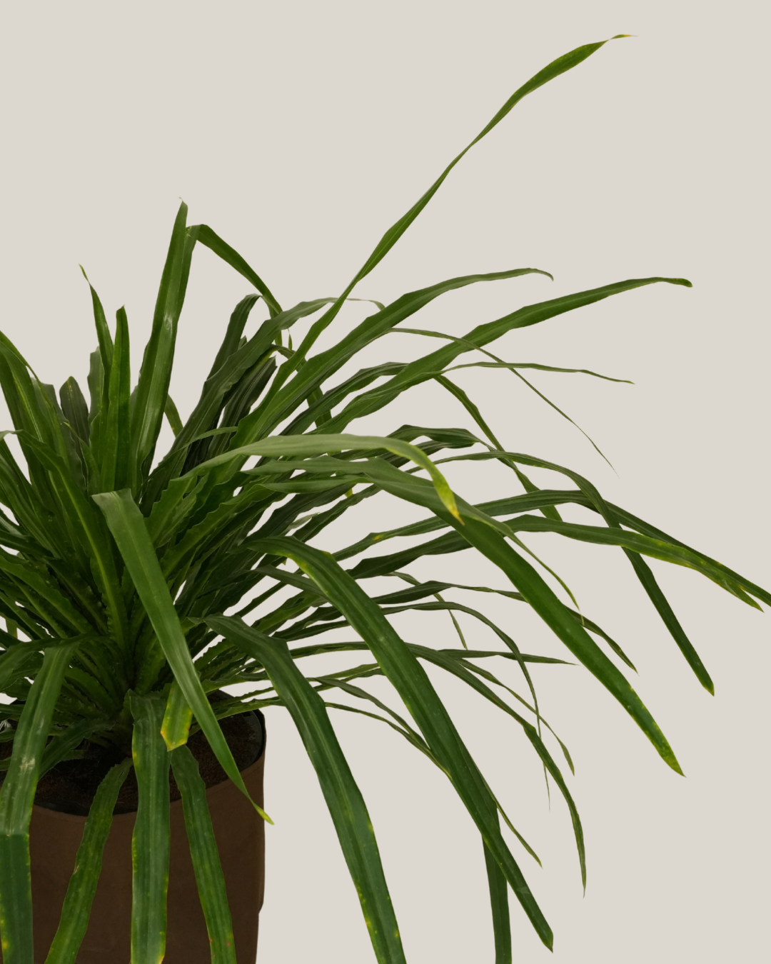 Pandanus Amarylifolius