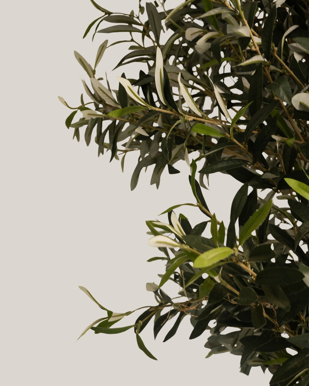 Artificial Olive Tree with Natural Trunk Multi Stem