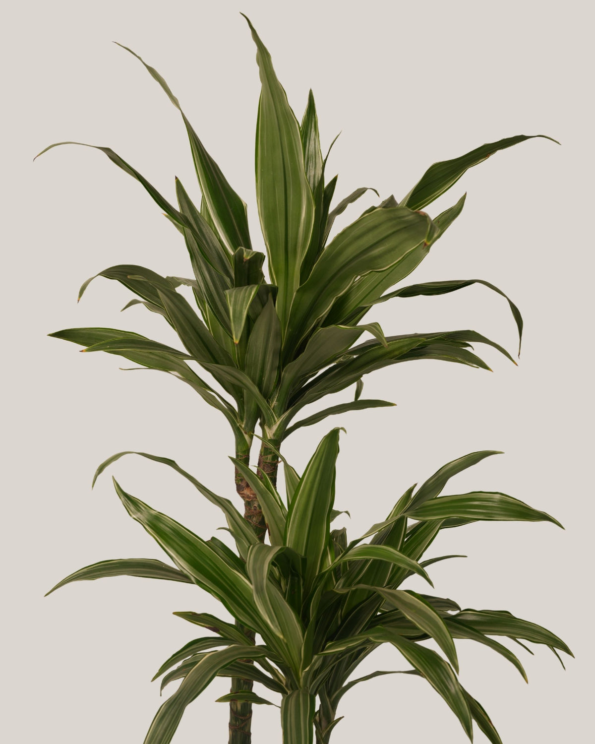Dracaena Warneck 3pp