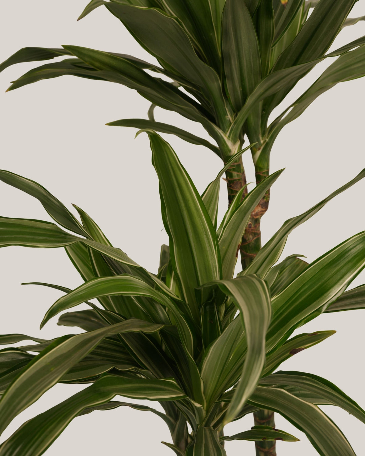 Dracaena Warneck 3pp