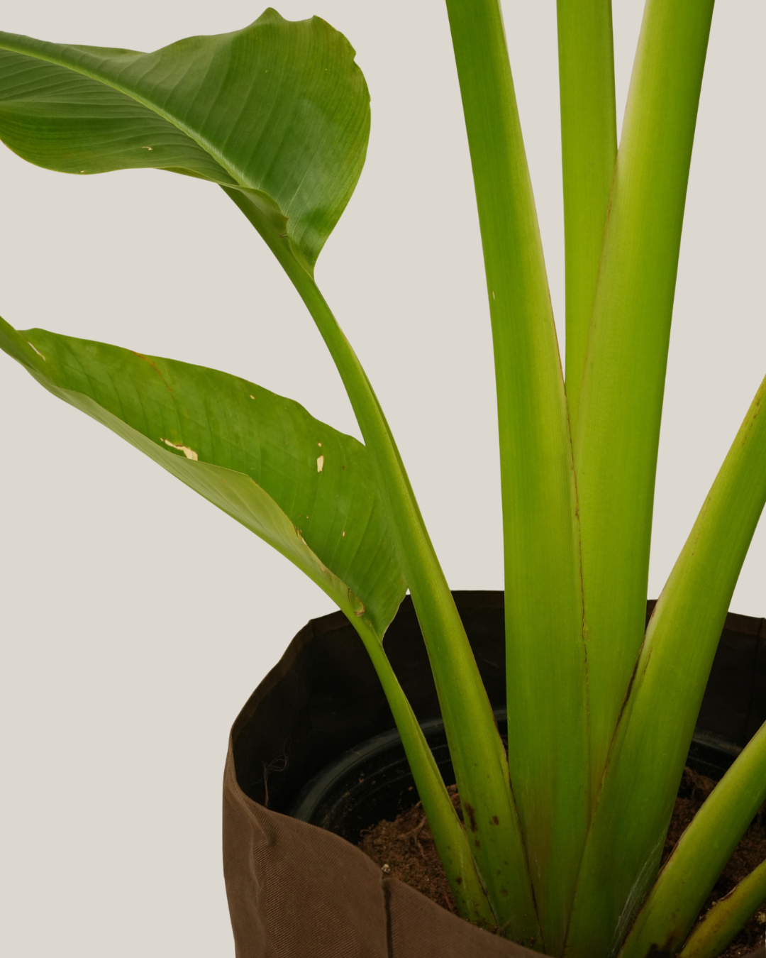 Ravenala Madagascariensis