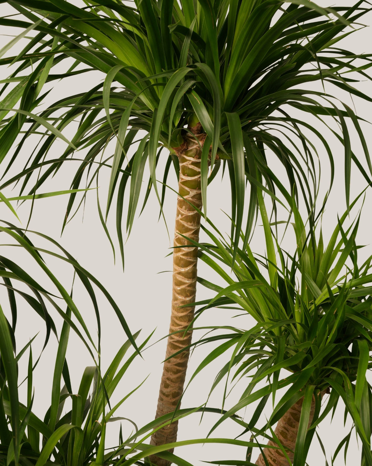 Dracaena Draco