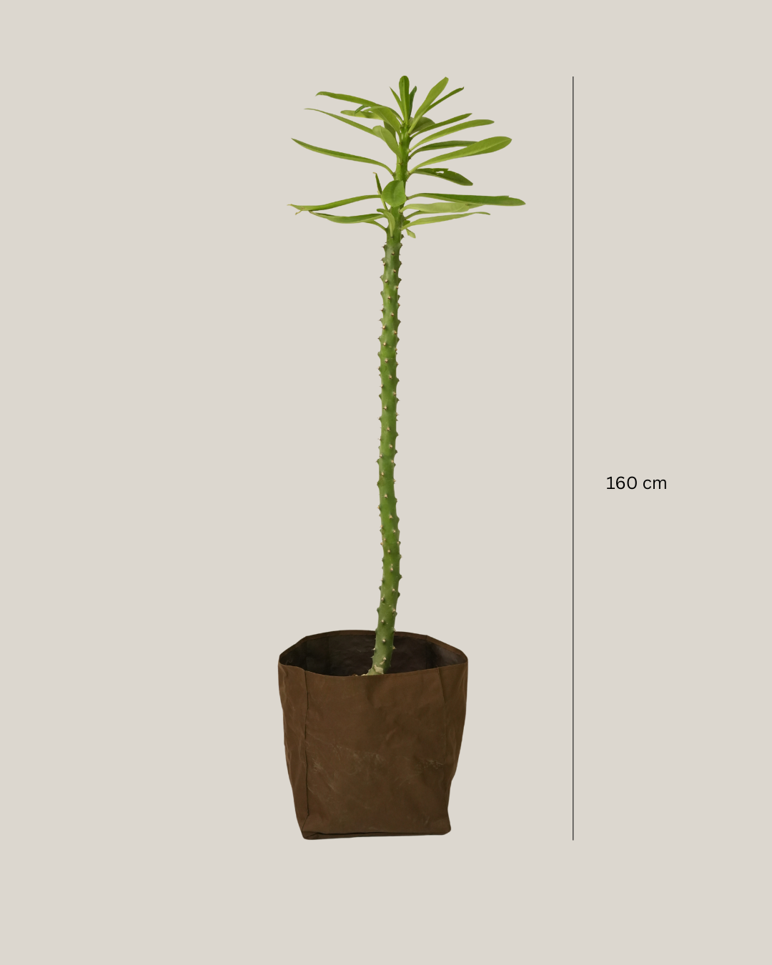 Cactus Single