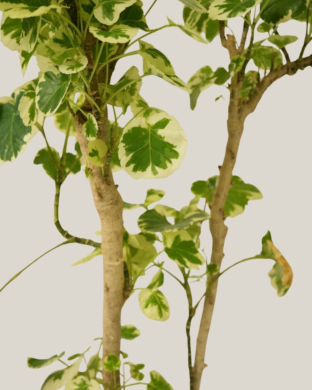 Polyscias Balfouriana