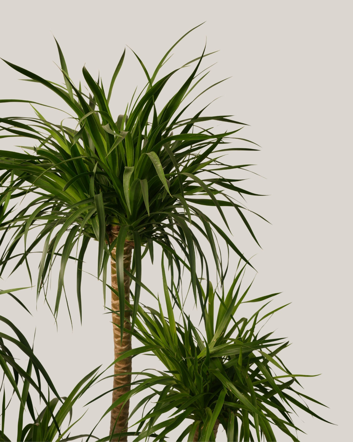 Dracaena Draco