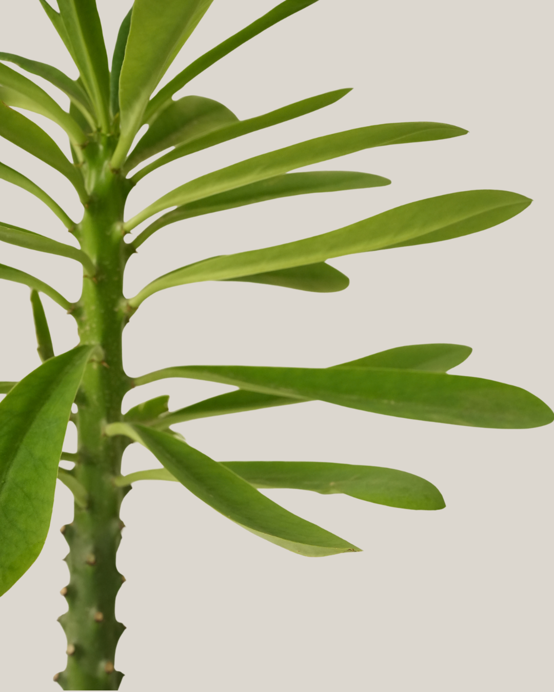 Cactus Single