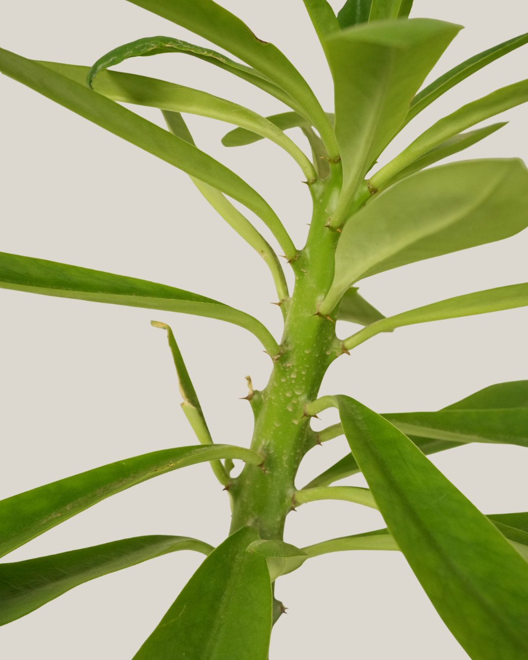 Cactus Single