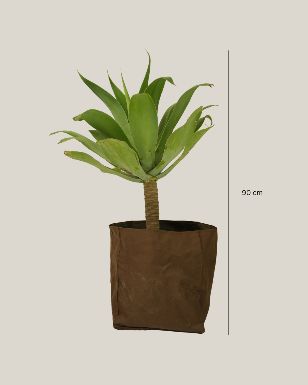 Agave Attenuata - Foxtail Agave