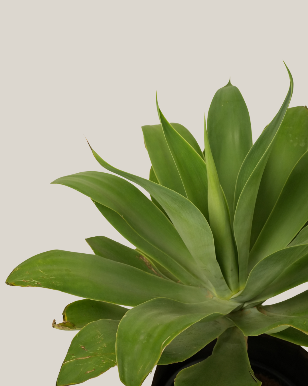Agave Attenuata - Foxtail Agave