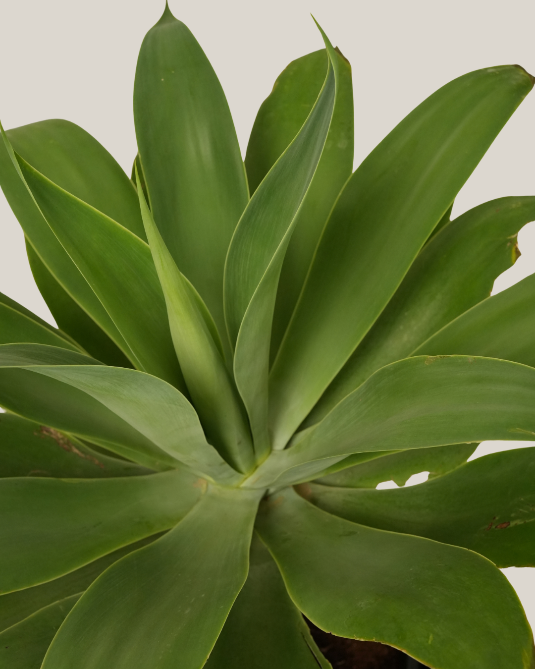 Agave Attenuata - Foxtail Agave