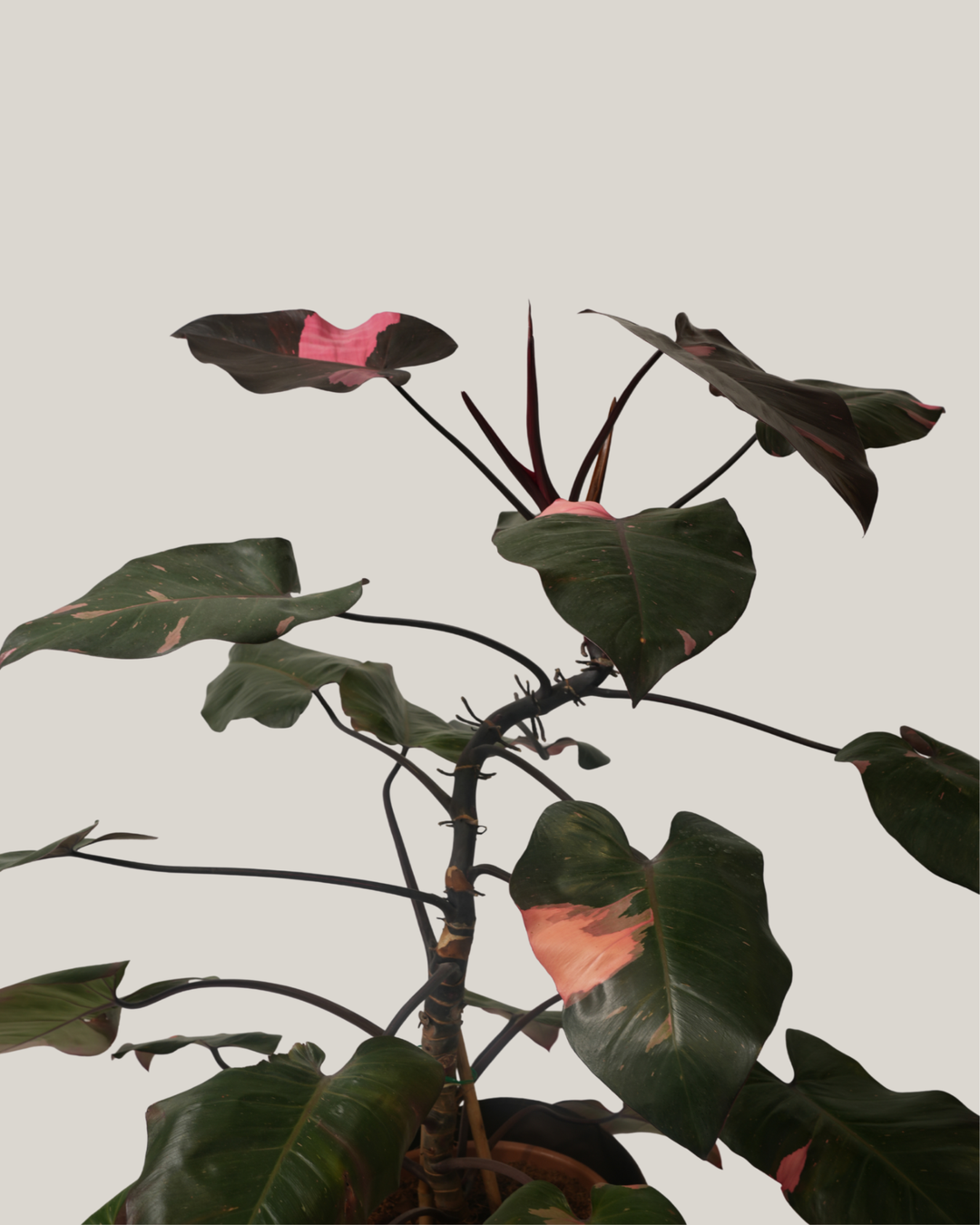 Philodendron Pink Princess
