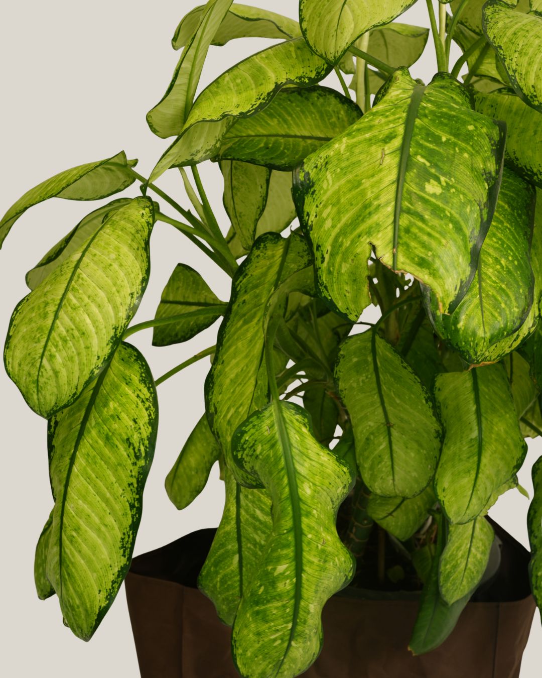 Dieffenbachia Variegated