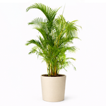 Areca Palm Tall Version