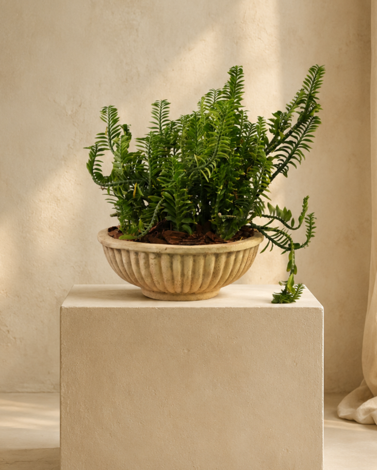 Mixed Plants Arrangement with Antique Terra Bowl
