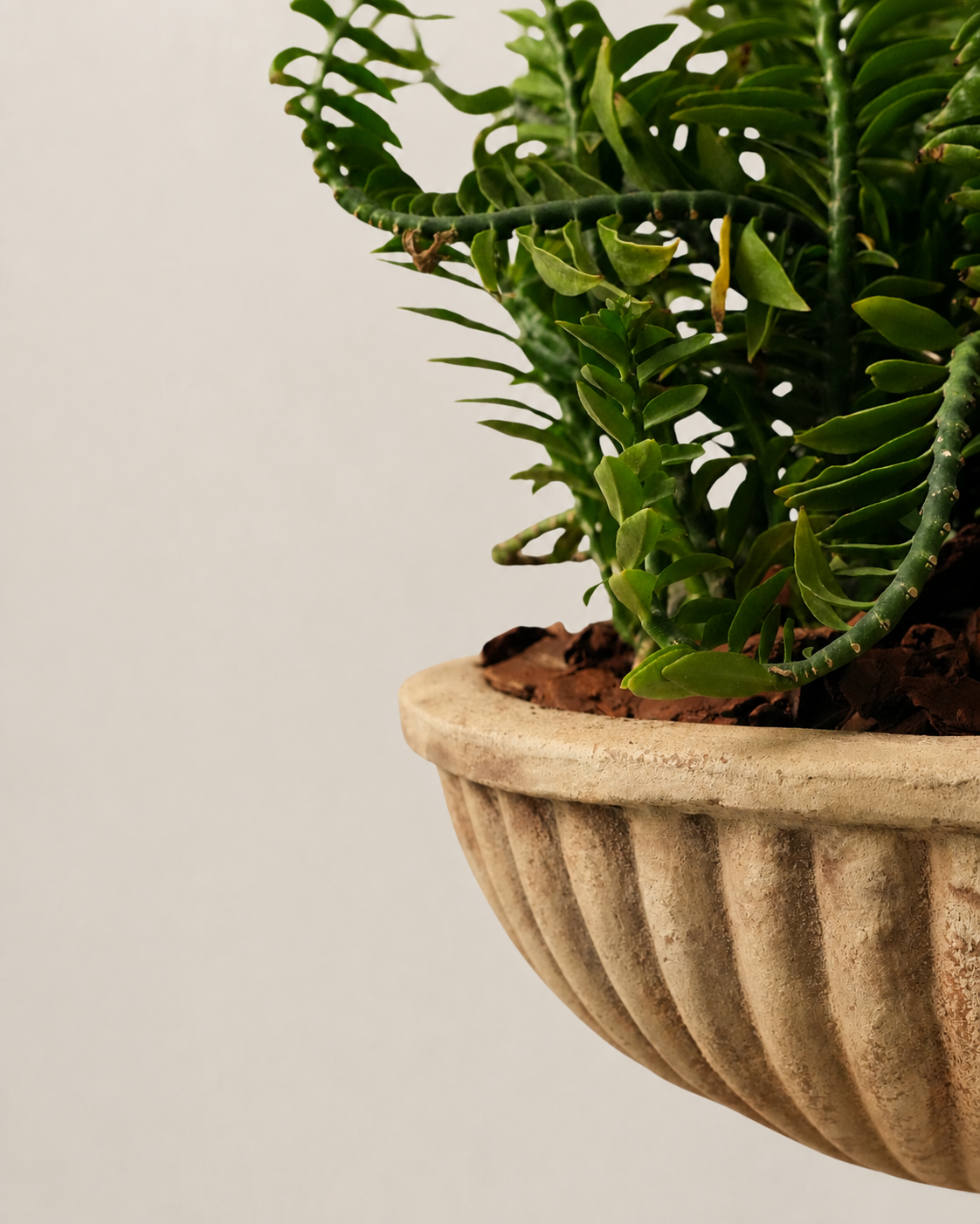 Mixed Plants Arrangement with Antique Terra Bowl