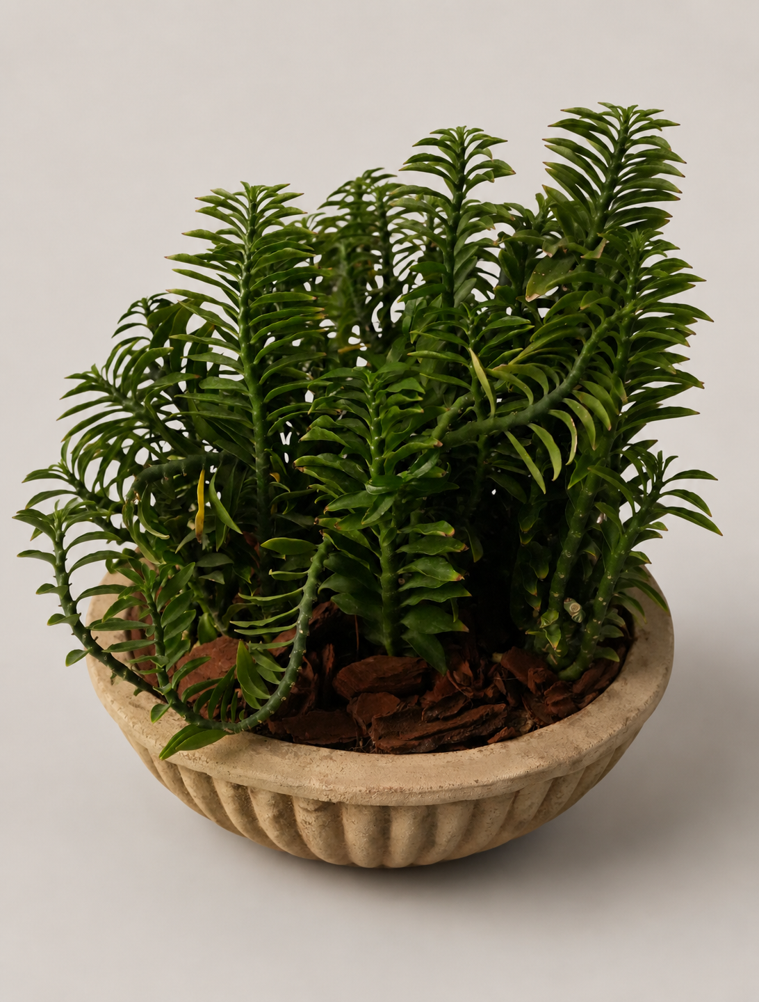 Mixed Plants Arrangement with Antique Terra Bowl