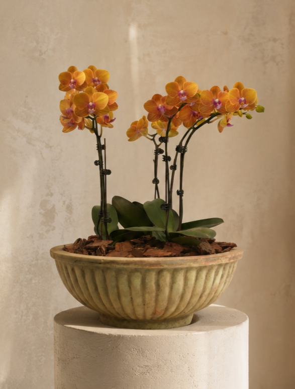 Phalaenopsis Orchids in Antique Terra Bowl