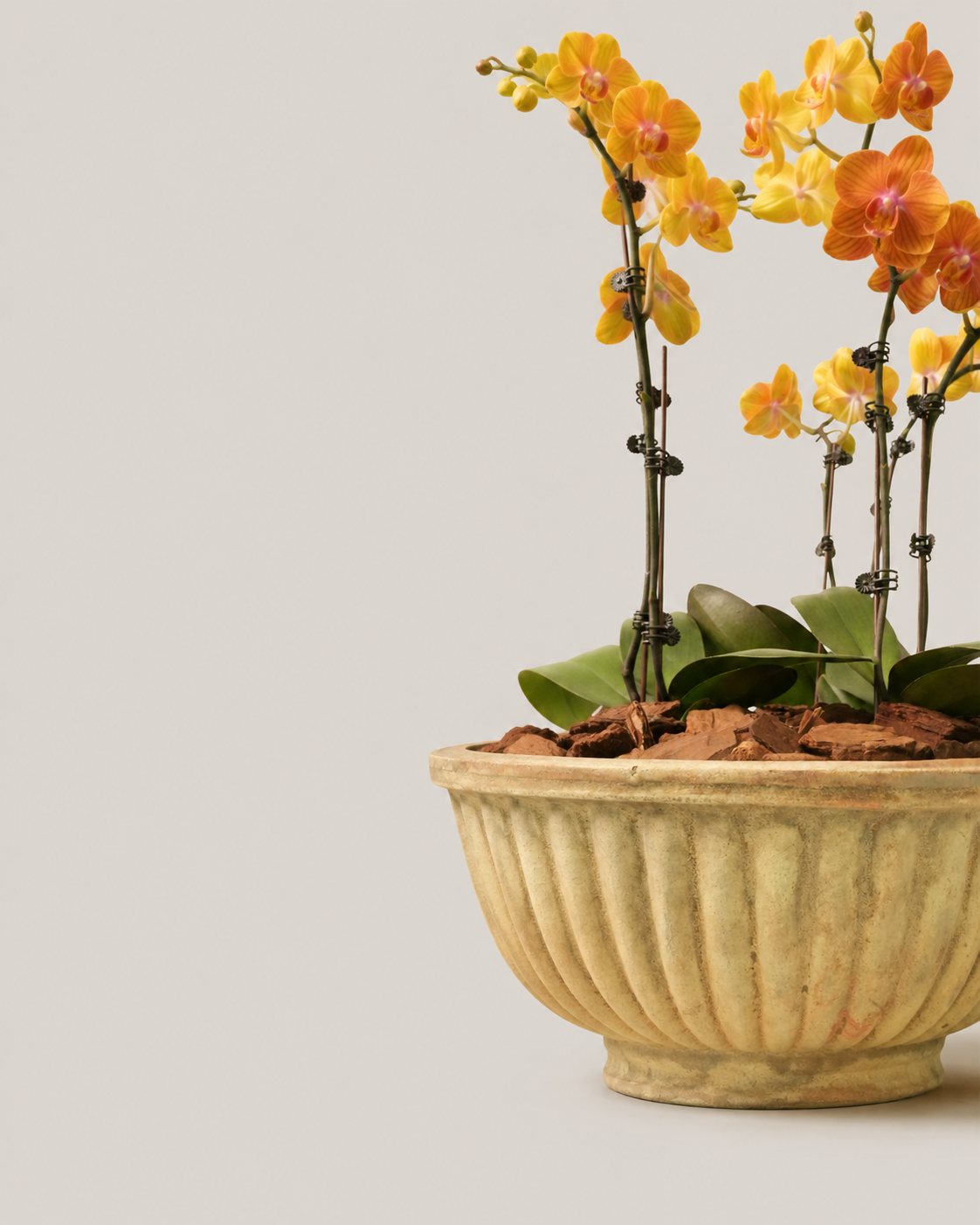 Phalaenopsis Orchids in Antique Terra Bowl