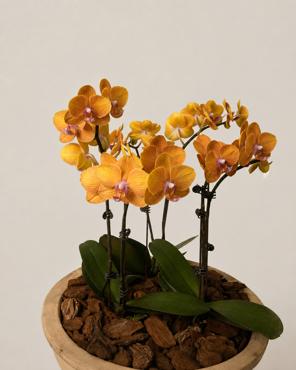Phalaenopsis Orchids in Antique Terra Bowl
