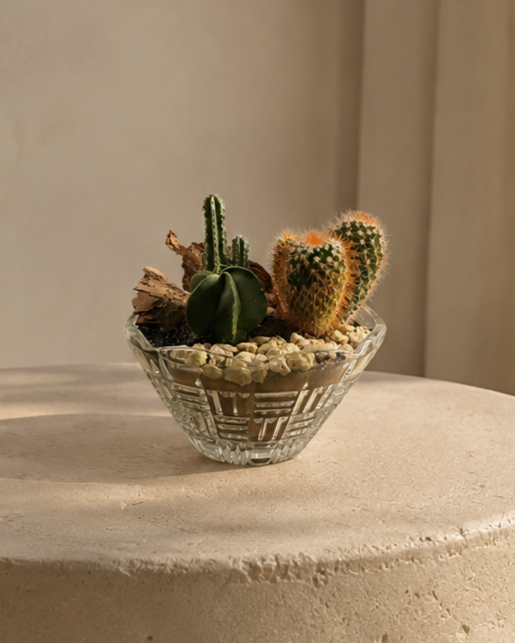 Cactus Arrangement in Glass Vase Medium