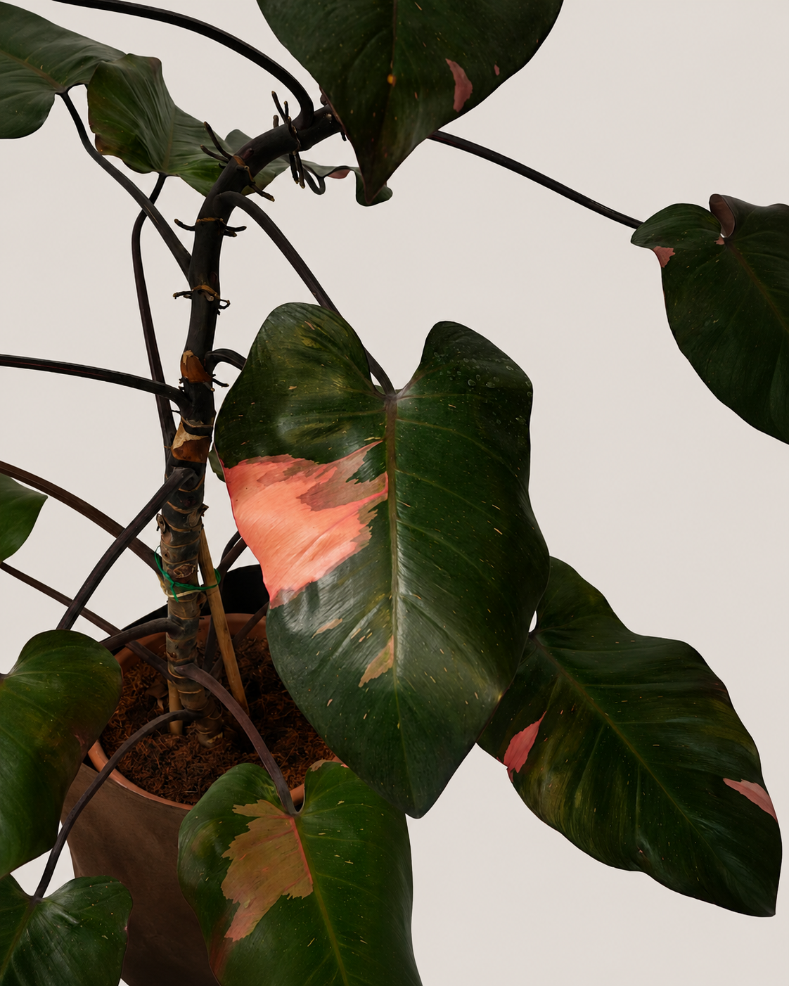 Philodendron Pink Princess