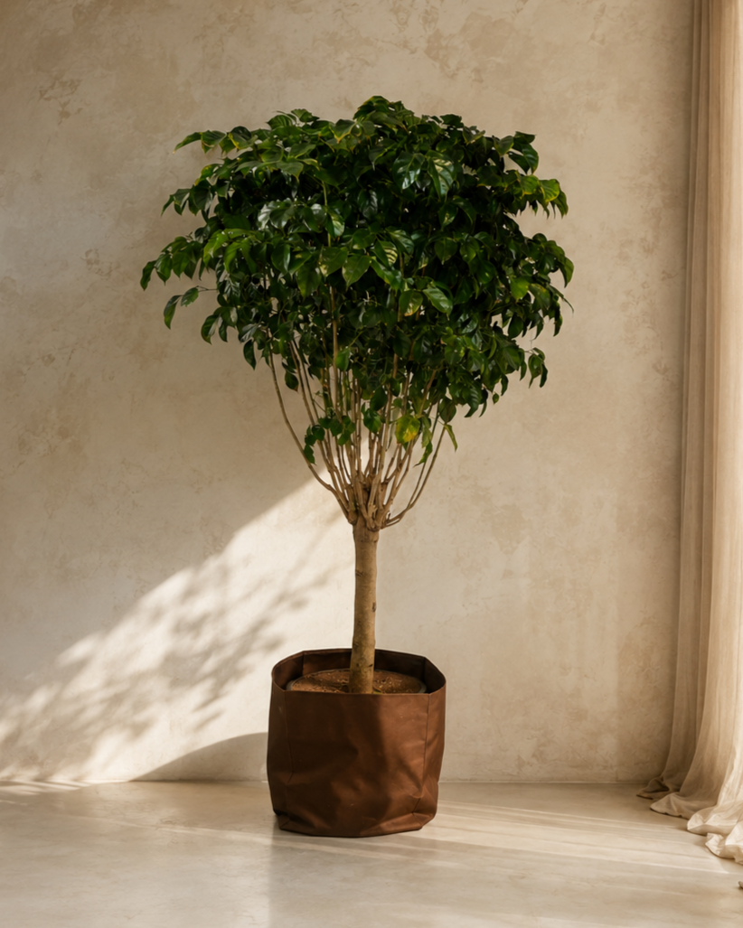 Radermachera Sinica Stem