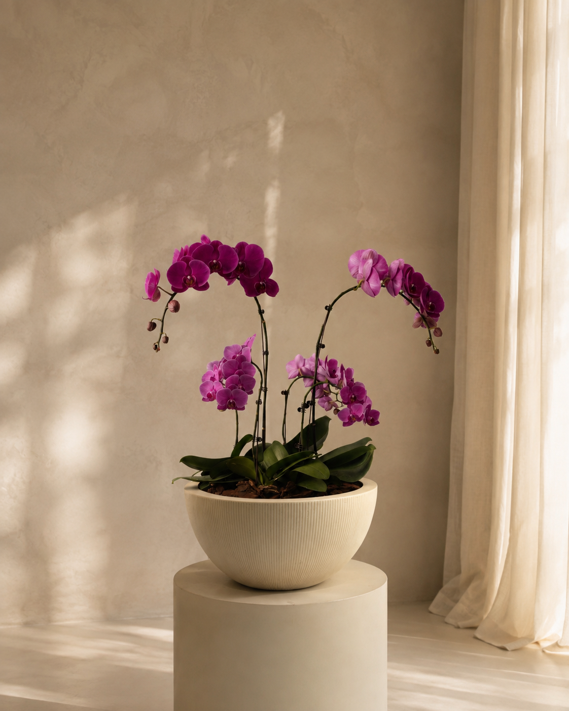 Phalaenopsis Orchids Purple in Egg Pot White
