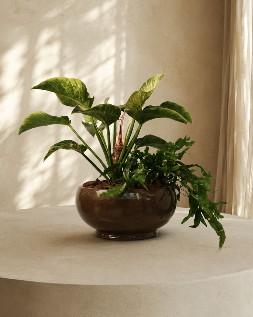 Mixed Plants Arrangement with Bowl Low Macchiato