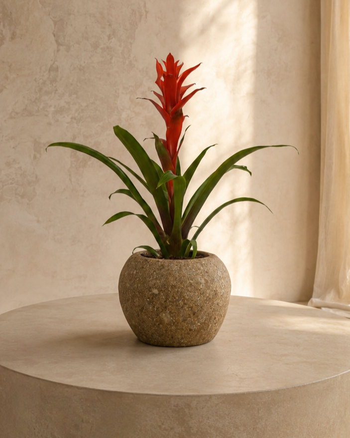 Table Top Plant with Round Stone Pot