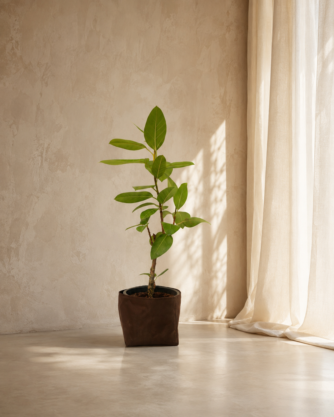 Ficus Altissima