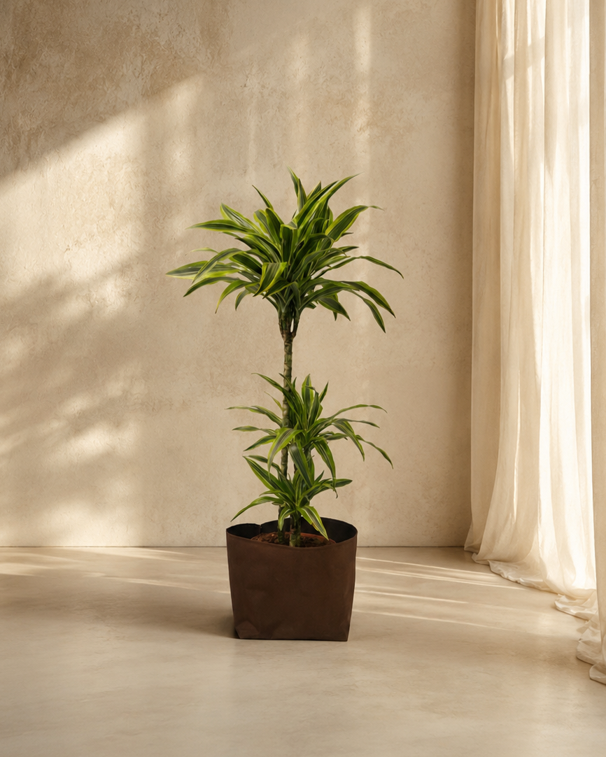 Dracaena Lemon Lime 3pp
