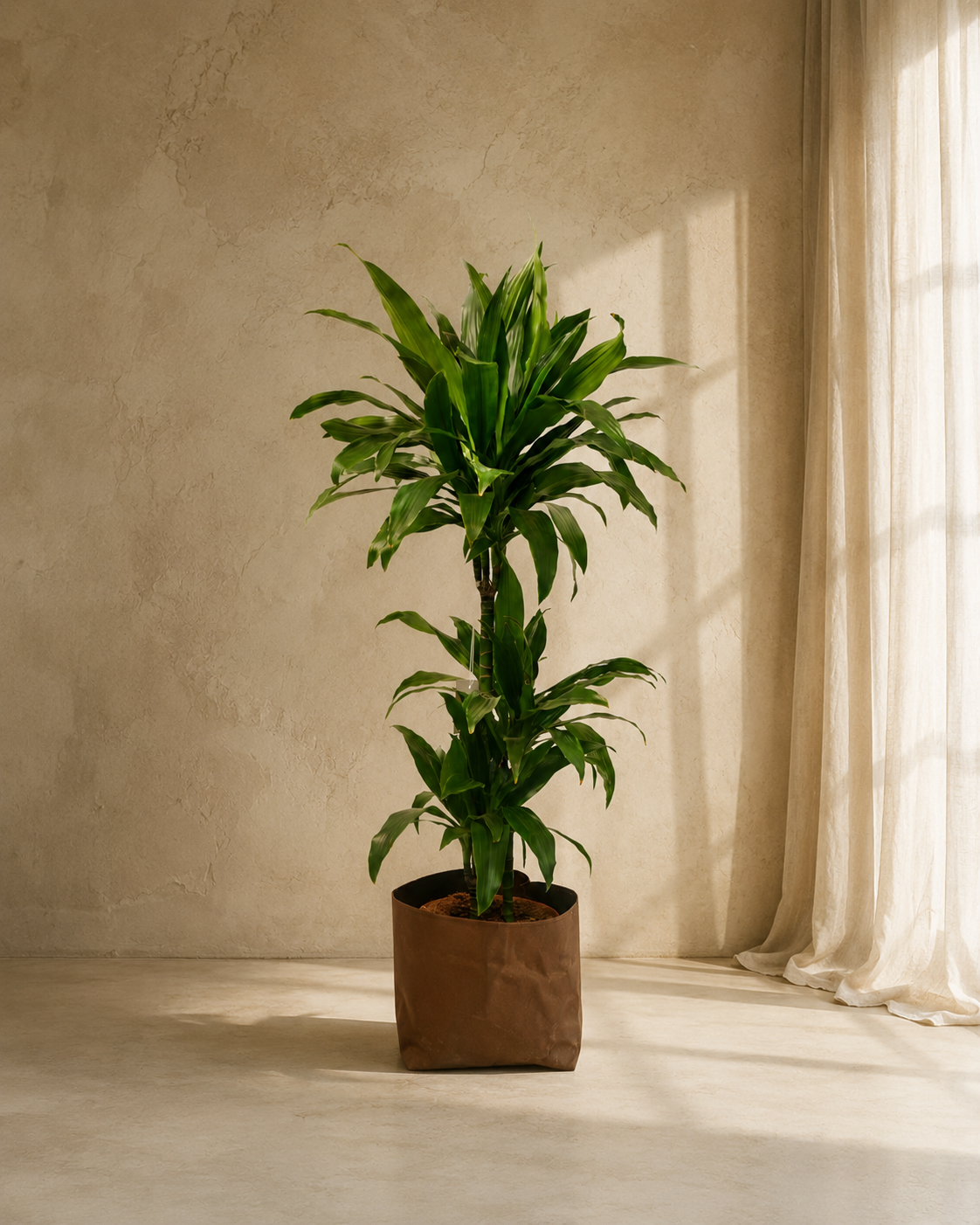 Dracaena Janet 3pp