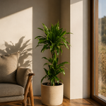 Dracaena Janet 3pp