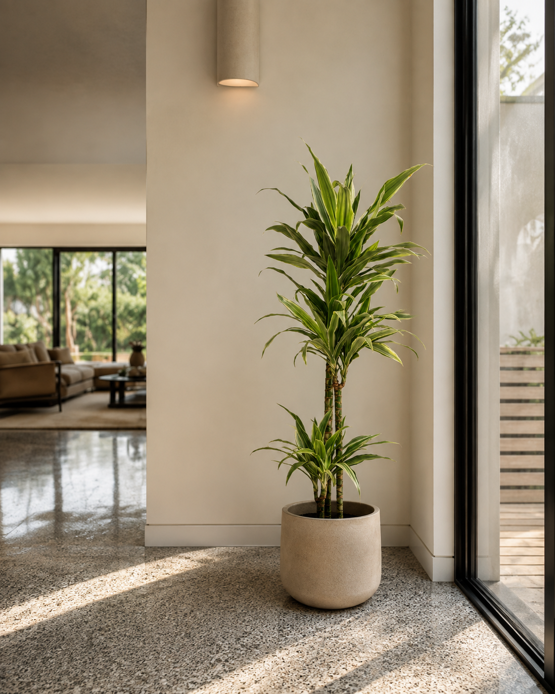 Dracaena Warneck 3pp