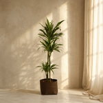 Dracaena Warneck 3pp