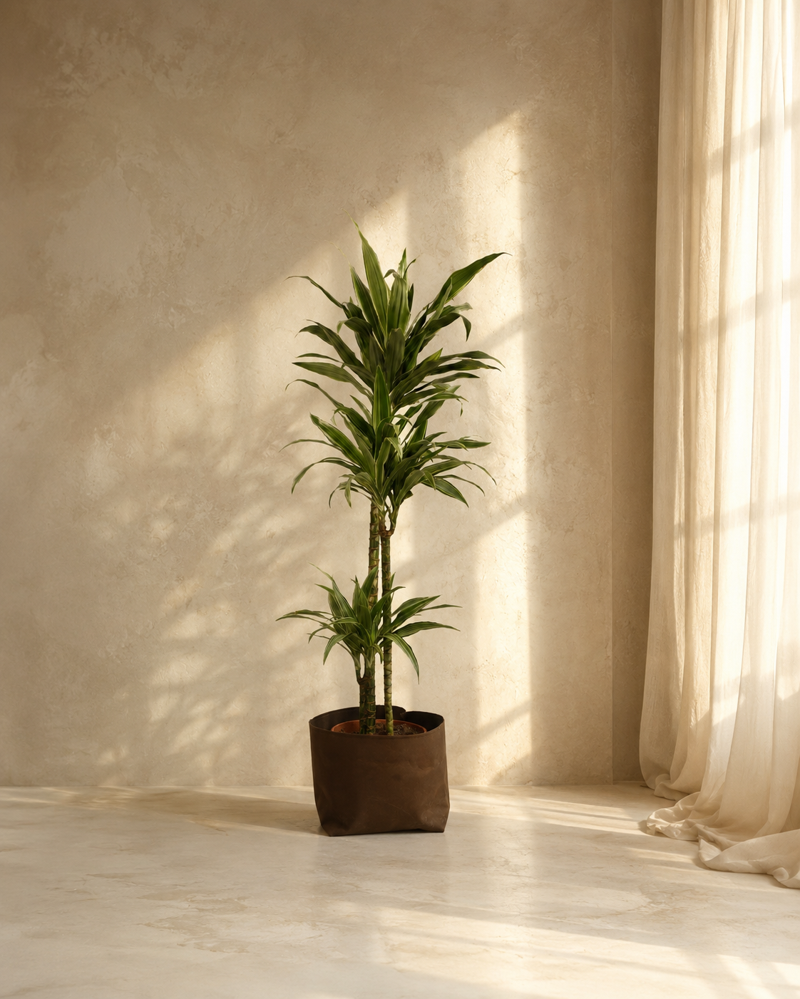 Dracaena Warneck 3pp