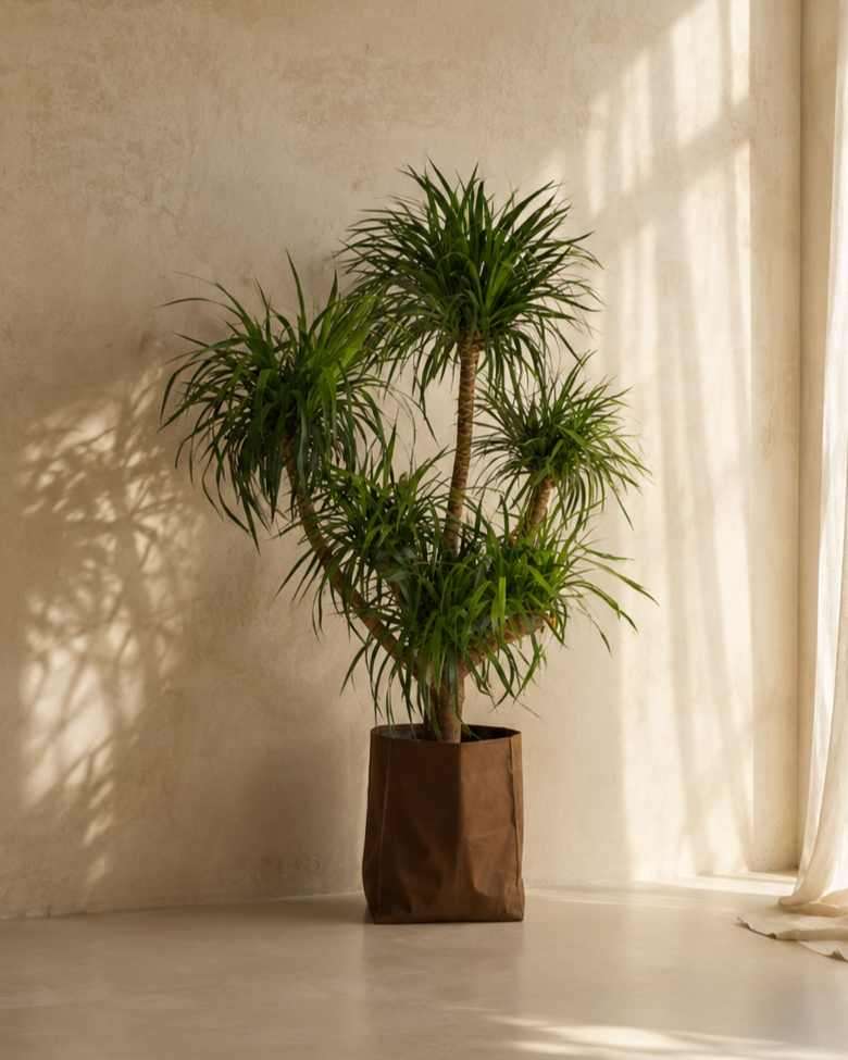 Dracaena Draco