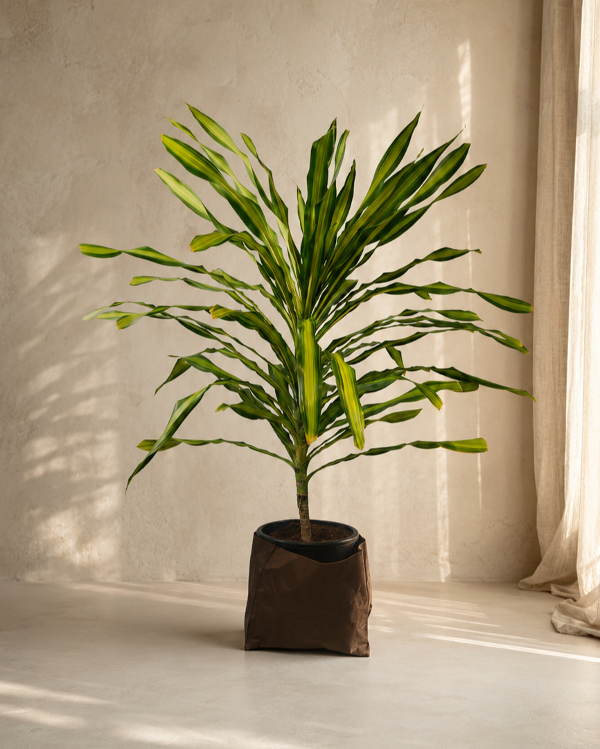 Dracaena Massengeana