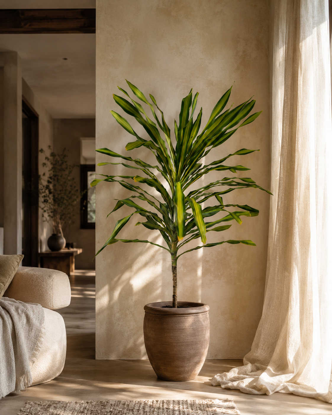Dracaena Massengeana