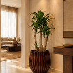 Dracaena Fragrans Golden Heart