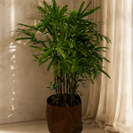 Broadleaf Lady Palm