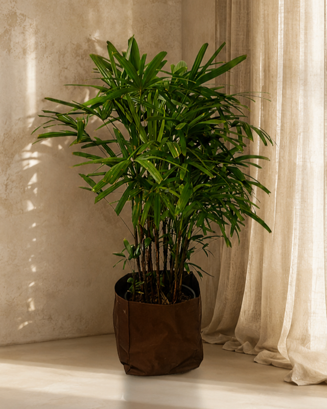 Broadleaf Lady Palm