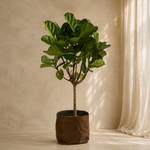 Ficus Lyrata