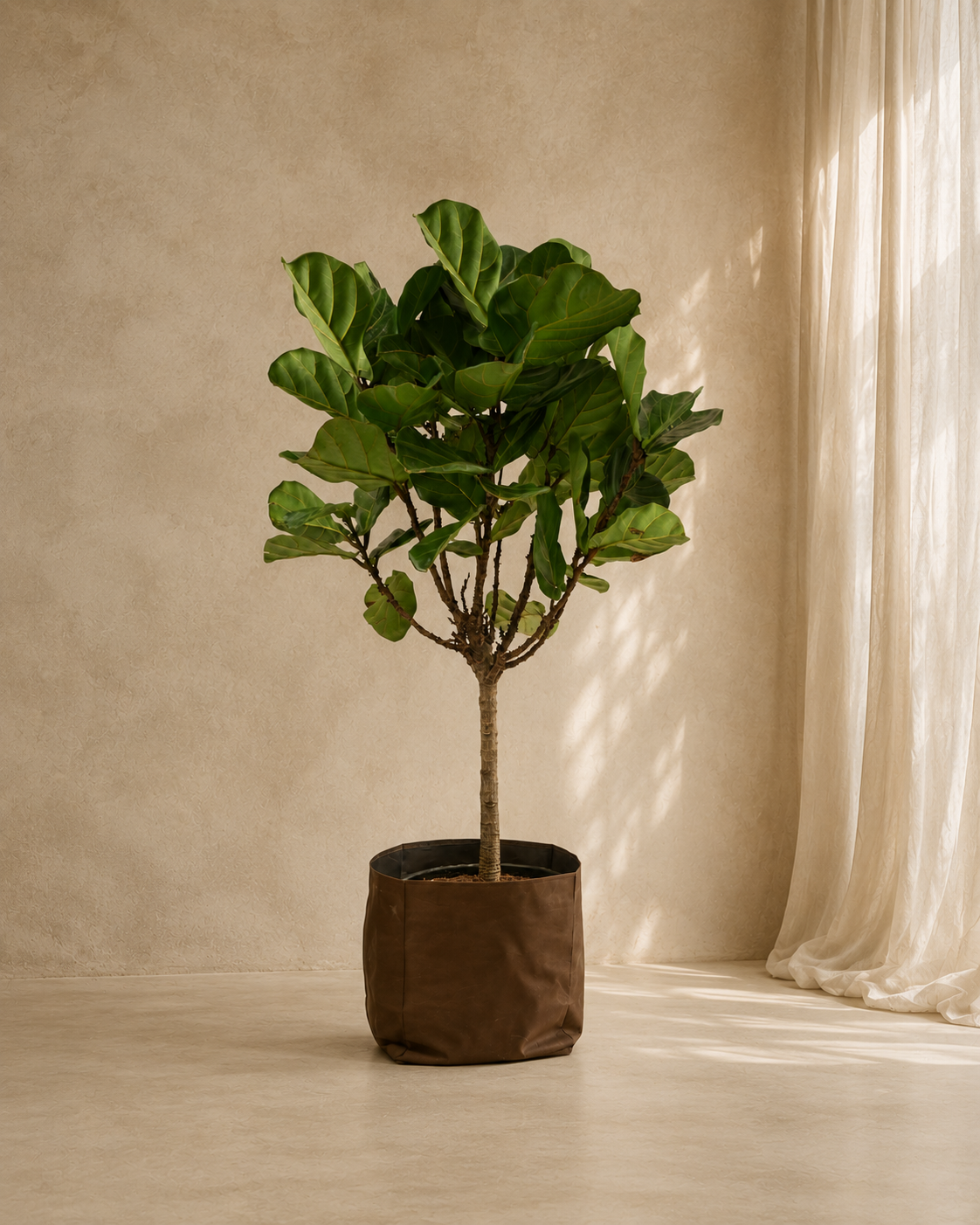Ficus Lyrata
