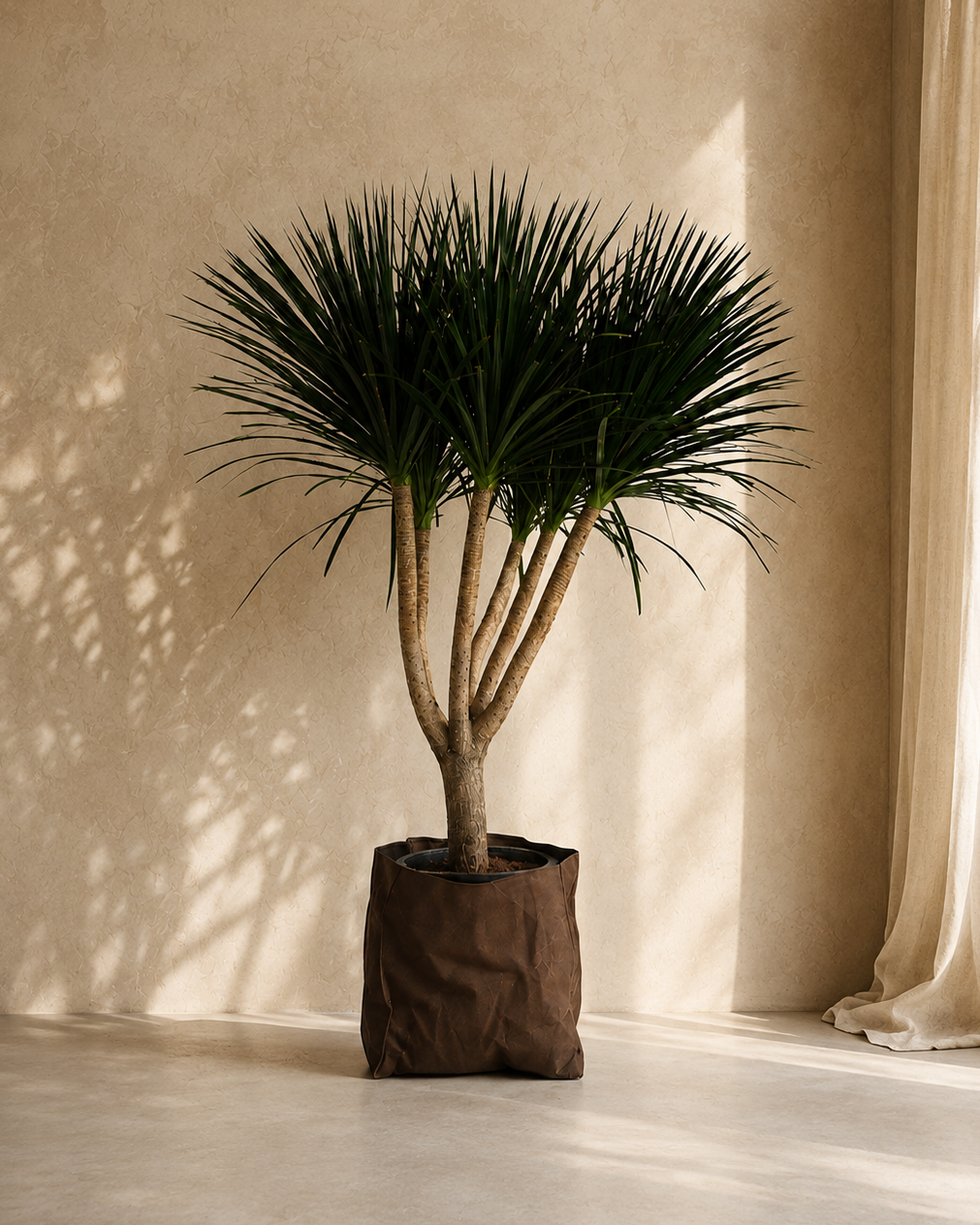 Dracaena Draco