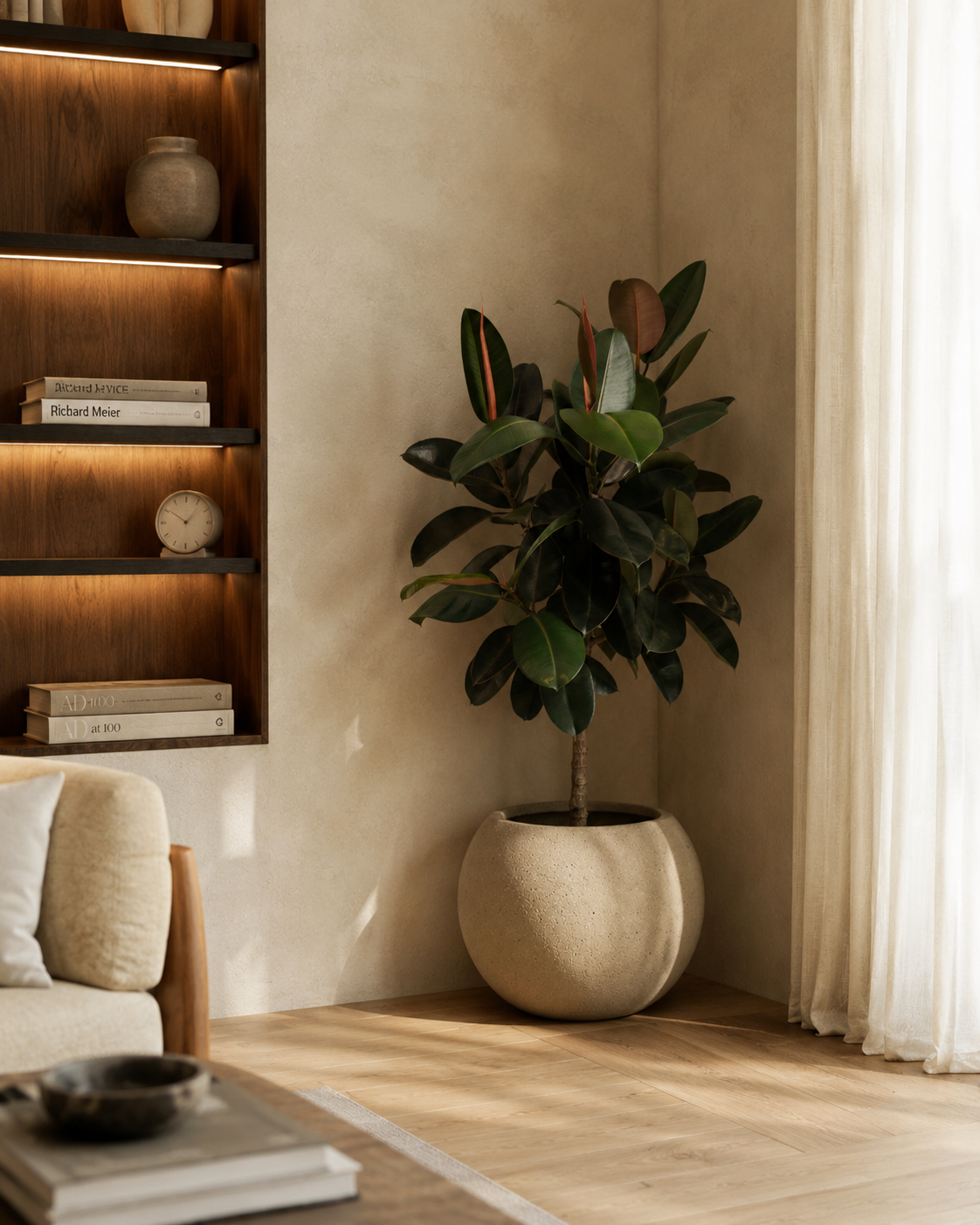 Ficus Elastica