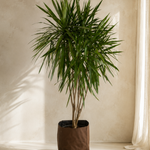 Dracaena Marginata Tarzan