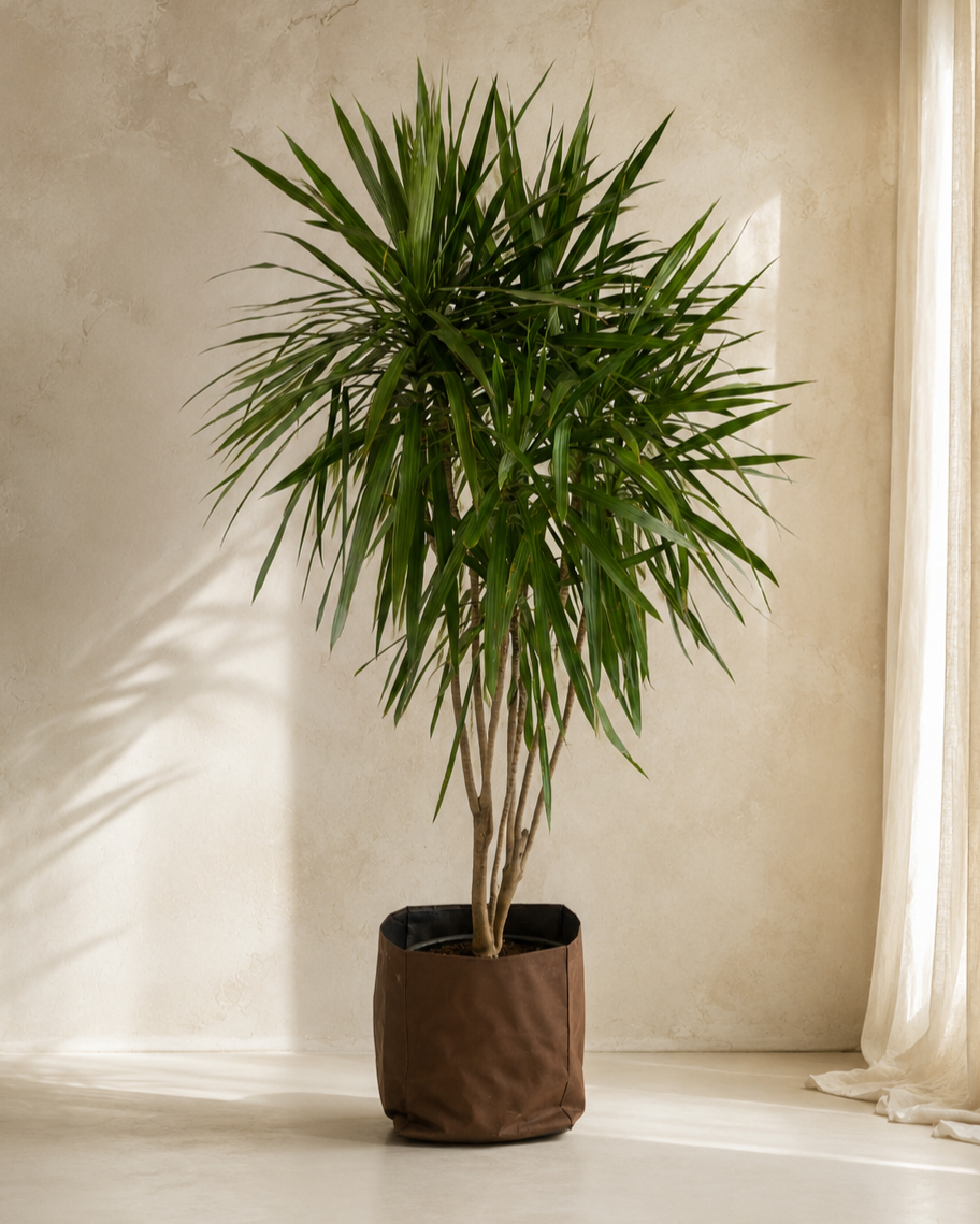 Dracaena Marginata Tarzan