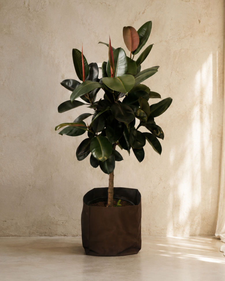 Ficus Elastica