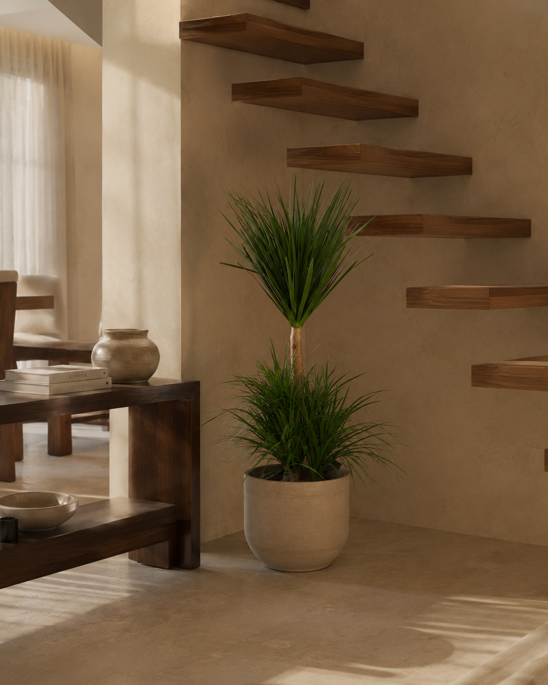 Dracaena Draco Single Stem